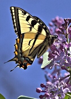 tiger-swallowtail butterfly
